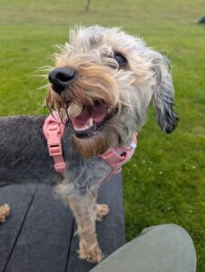 Pet Image